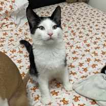 Thumbnail photo of Pavarotti (collier rouge) #1