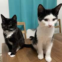 Thumbnail photo of Nana Mouskouri (collier jaune) #3