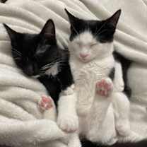 Thumbnail photo of Pavarotti (collier rouge) #2