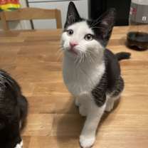 Thumbnail photo of Pavarotti (collier rouge) #3