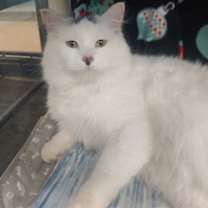 Thumbnail photo of Kairo #1