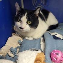 Thumbnail photo of Betty Cow Cat #2