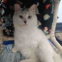 Thumbnail photo of Kairo #3