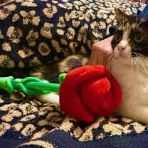 Thumbnail photo of Bambi #3