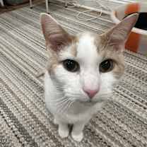 Thumbnail photo of Lulu #3