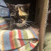 Thumbnail photo of Lulu #4