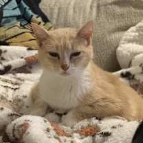 Thumbnail photo of Frumpkin #1