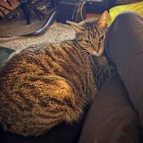 Thumbnail photo of Ello #2