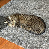 Thumbnail photo of Ello #3