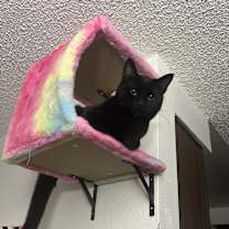 Thumbnail photo of Leo #4