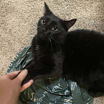 Thumbnail photo of Jynx #2