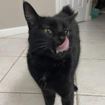 Thumbnail photo of Jynx #3