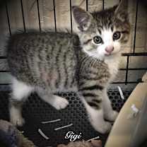 Thumbnail photo of Tigi #1