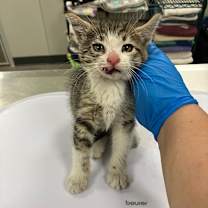 Thumbnail photo of Tigi #2