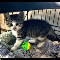 Thumbnail photo of Tigi #4