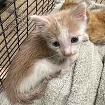 Thumbnail photo of Dewey #2