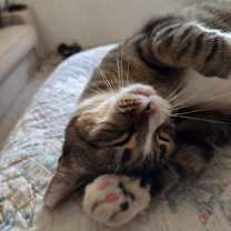 Thumbnail photo of Ellie - in foster! Adopt $0 #3