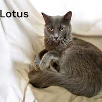 Thumbnail photo of Lotus #2