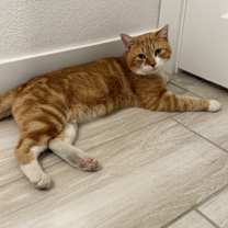 Thumbnail photo of Howie #2