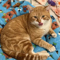 Thumbnail photo of Howie #3