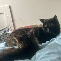 Thumbnail photo of Gumbo #2