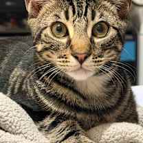 Thumbnail photo of Litter of Kittens #2