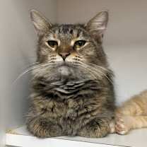 Thumbnail photo of Souffle #2