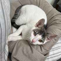 Thumbnail photo of Luke #3