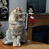 Thumbnail photo of Nessa #4