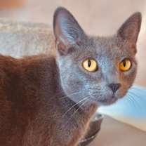 Thumbnail photo of Luna #2