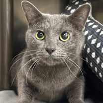 Thumbnail photo of Tinsel #1