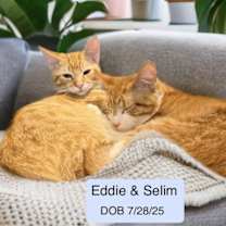 Thumbnail photo of Selim #2