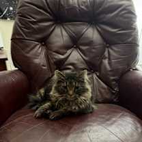 Thumbnail photo of Nugget #4