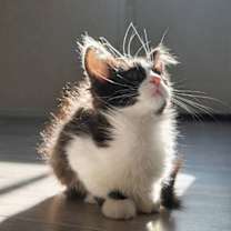 Thumbnail photo of Habanero #3