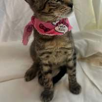 Thumbnail photo of PUCA #3