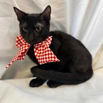 Thumbnail photo of PUCKY #2