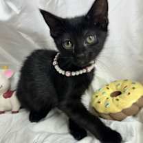 Thumbnail photo of Cicy #1