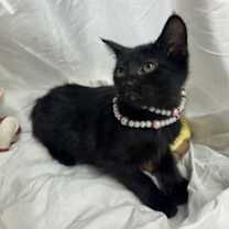 Thumbnail photo of Cicy #2