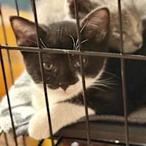 Thumbnail photo of Olive #4