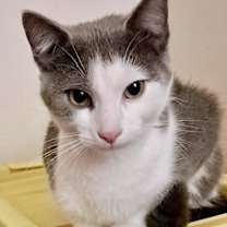 Thumbnail photo of Brisby #3