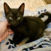 Thumbnail photo of Eclipse #1