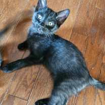 Thumbnail photo of Eclipse #3