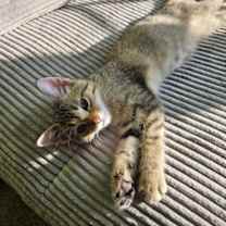 Thumbnail photo of Meteor #4