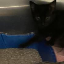 Thumbnail photo of Thalia #2