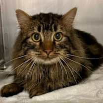 Thumbnail photo of Martini #2