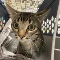 Thumbnail photo of Ringo #1