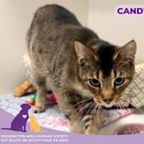 Thumbnail photo of Candy #3