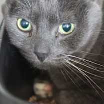 Thumbnail photo of Kea #1