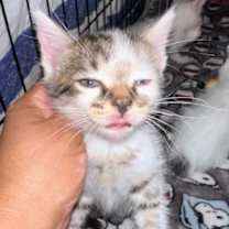 Thumbnail photo of Brownie #2