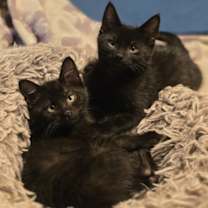 Thumbnail photo of Iko & Ori #1